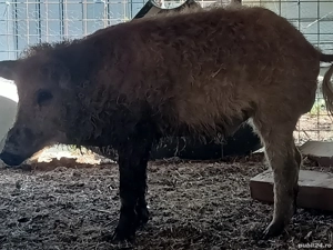 Vier mangalita de vanzare - imagine 2 Vier mangalita de vanzare - imagine 2