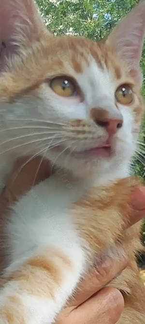 Dau spre adoptie 2 motanei de 2.5 luni