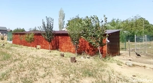 2000 mp intravilan Curtișoara - Pietrisu, 6km de oras - imagine 5