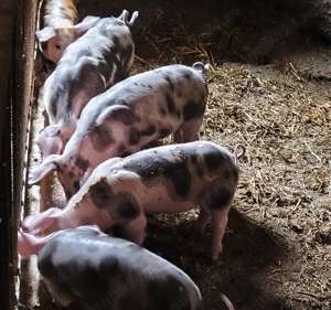 Purcei de vânzare  - imagine 2