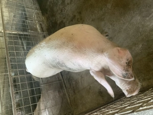 Vind scroafa pentru sacrificare fatata o singura data - imagine 3