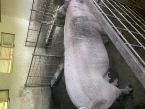 Vind scroafa pentru sacrificare fatata o singura data - imagine 2