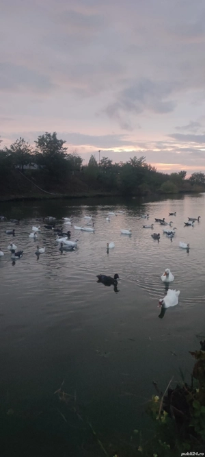 Rate mute de vânzare  - imagine 2