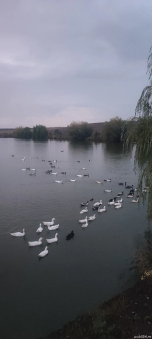 Rate mute de vânzare 