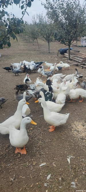 Rate mute de vânzare  - imagine 5