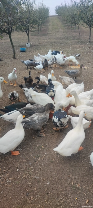 Rate mute de vânzare  - imagine 3