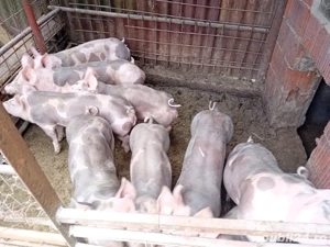 Purcei pietrain - imagine 2 Purcei pietrain - imagine 2