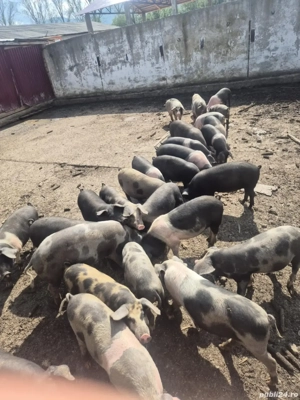 vand grasuni  - imagine 3 vand grasuni  - imagine 3