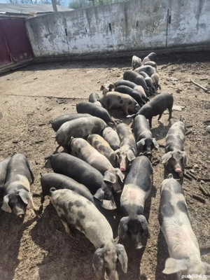 vand grasuni  - imagine 2 vand grasuni  - imagine 2