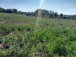 Casa bătrânesc + 7000 mp teren intravilan - imagine 2