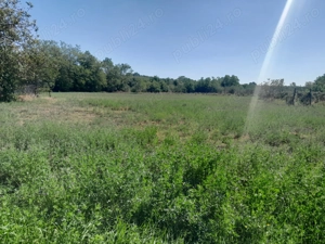 Casa bătrânesc + 7000 mp teren intravilan - imagine 4