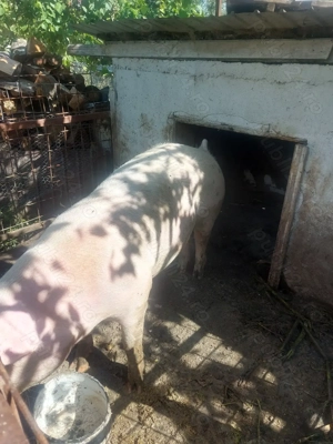 Vând porc crescut la curte.