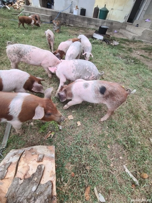 porci pentru craciun landras si purcei 