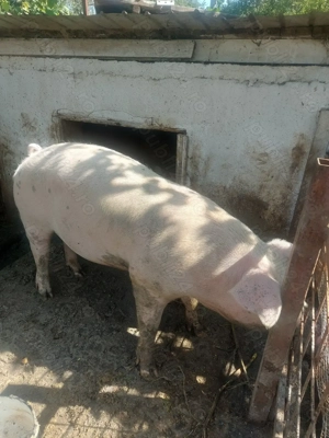 Vând porc crescut la curte. - imagine 2