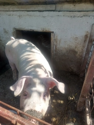 Vând porc crescut la curte. - imagine 3