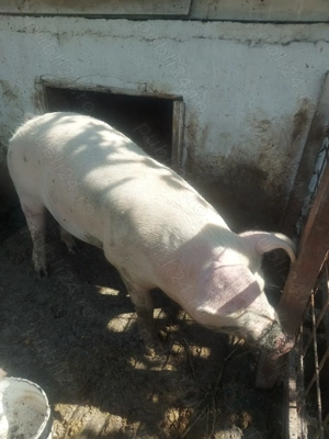 Vând porc crescut la curte. - imagine 4