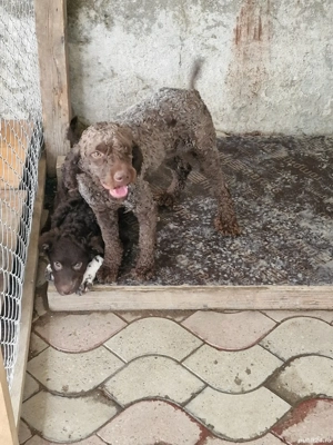 Vând 2 câini lagotto - imagine 2