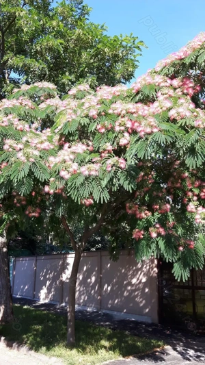 Albitia (Arborele De Mătase)