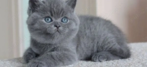 Cea mai frumoasă fată British Shorthair Blue! Merită văzută! Asigur transport  - imagine 3 Cea mai frumoasă fată British Shorthair Blue! Merită văzută! Asigur transport  - imagine 3
