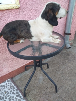 Vând Catel și catelusa teckel Arlequin  - imagine 2 Vând Catel și catelusa teckel Arlequin  - imagine 2