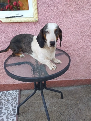 Vând Catel și catelusa teckel Arlequin 