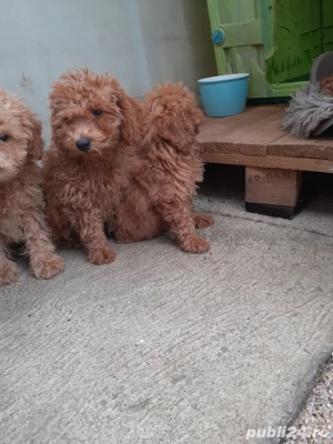 Pudel toy - imagine 2