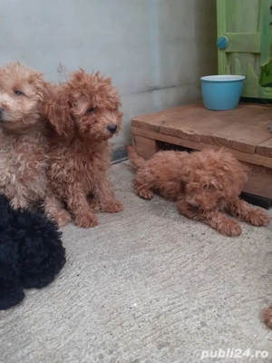 Pudel toy - imagine 3