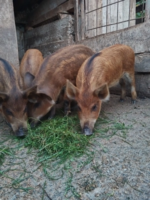 Purcei de vânzare Voinești Dâmbovița