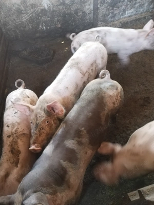 Purcei de vanzare 