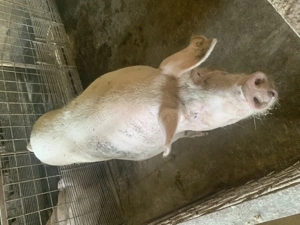 Vind scroafa pentru sacrificare fatata o singura data