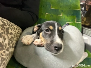 catelus isi cauta familie