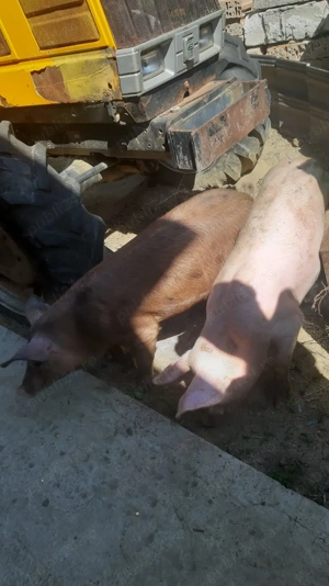Vând porci petran cu duroc - imagine 3