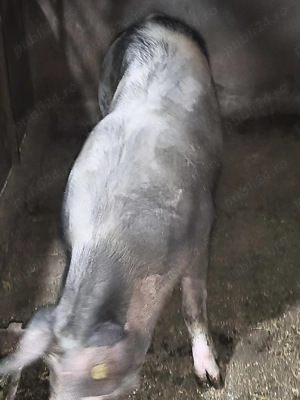 Scroafă pentru sacrificat sau reproducție  - imagine 3