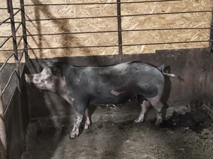 Scroafă pentru sacrificat sau reproducție 