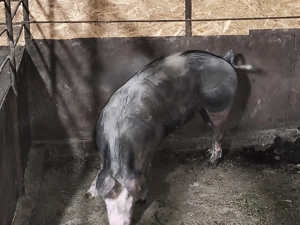 Scroafă pentru sacrificat sau reproducție  - imagine 2