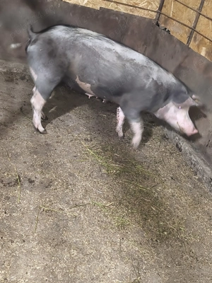 Scroafă pentru sacrificat sau reproducție  - imagine 4