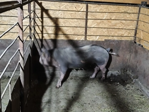 Scroafă pentru sacrificat sau reproducție  - imagine 5