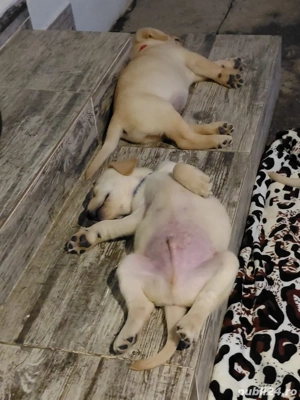 Puii de labradori  - imagine 3