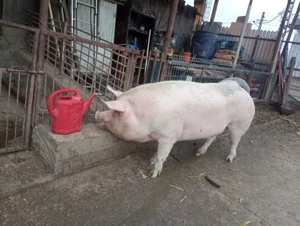 Porci de vânzare 18 lei 