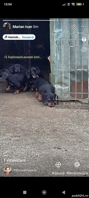 schimb cățelușă Teckal vârstă 2 ani - imagine 3