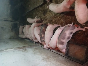 Vînd purcei sau schimb 