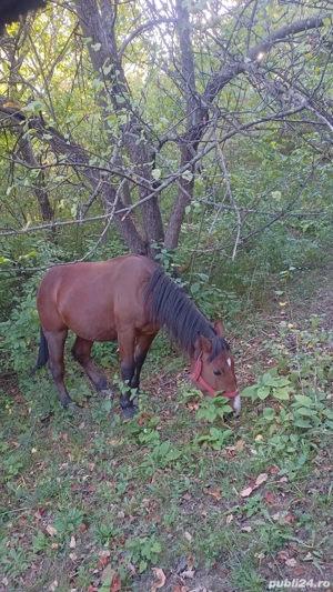 Vând iapă și armăsar  - imagine 2