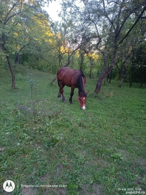 Vând iapă și armăsar  - imagine 4