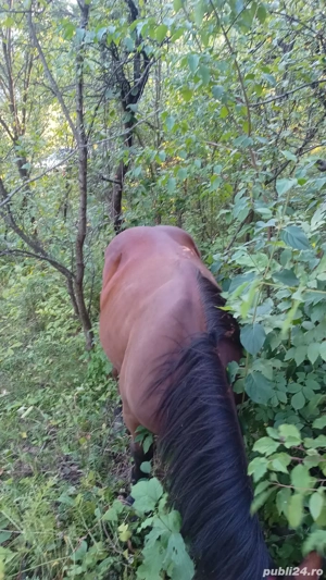 Vând iapă și armăsar 