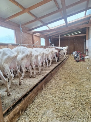 Capre saanen de vanzare