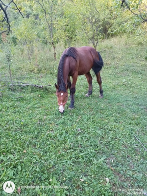 Vând iapă și armăsar  - imagine 5