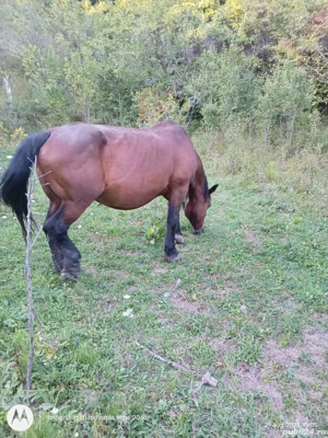 Vând iapă și armăsar  - imagine 3