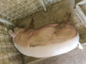 Porci de vanzare - imagine 3