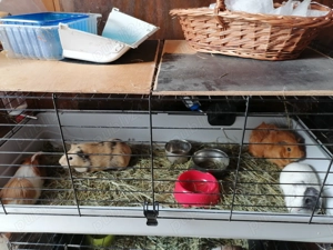 Vind porcusori de guineea 