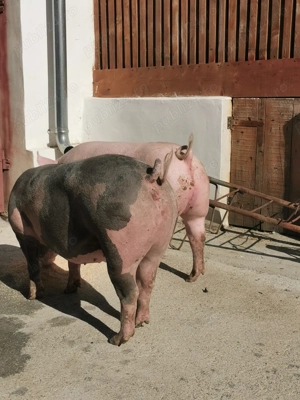 Porci de carne de vânzare  - imagine 2